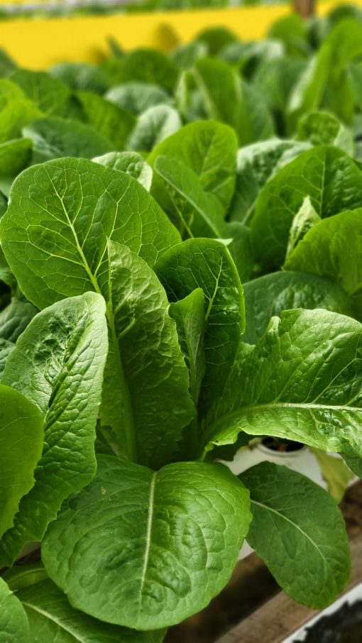 Xà lách Romaine Công nghệ cao - Ảnh 6