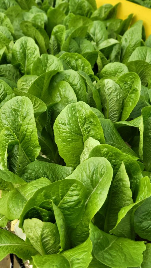 Xà lách Romaine Công nghệ cao - Ảnh 5