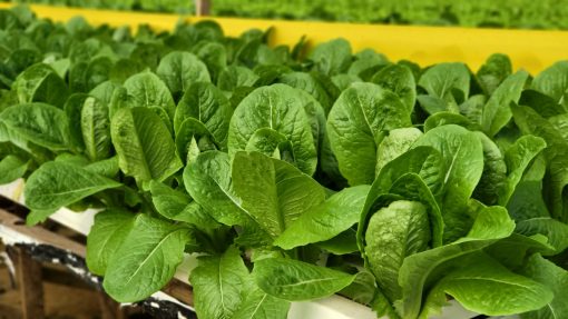 Xà lách Romaine Công nghệ cao - Ảnh 4