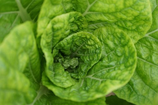 Xà lách Romaine Công nghệ cao - Ảnh 3