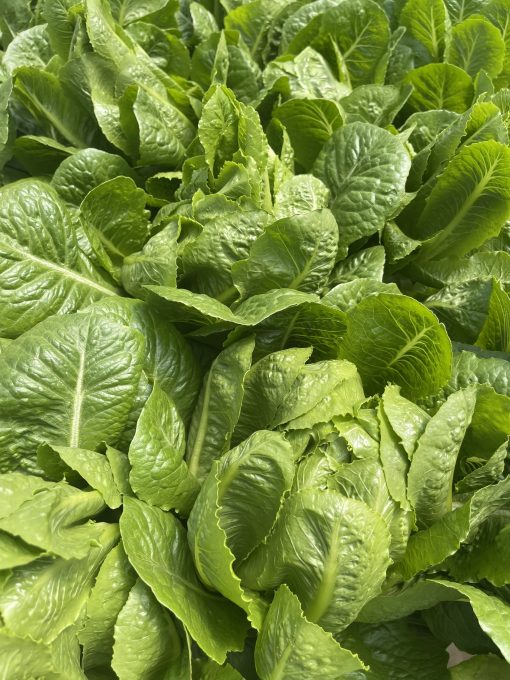 Xà lách Romaine Công nghệ cao - Ảnh 2
